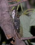 Cicada 5427